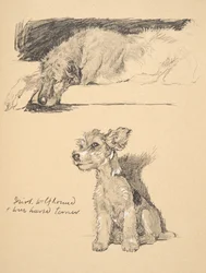 Levriero irlandese e terrier a pelo ruvido, 1930, illustrazioni dal suo libro di schizzi usate per 